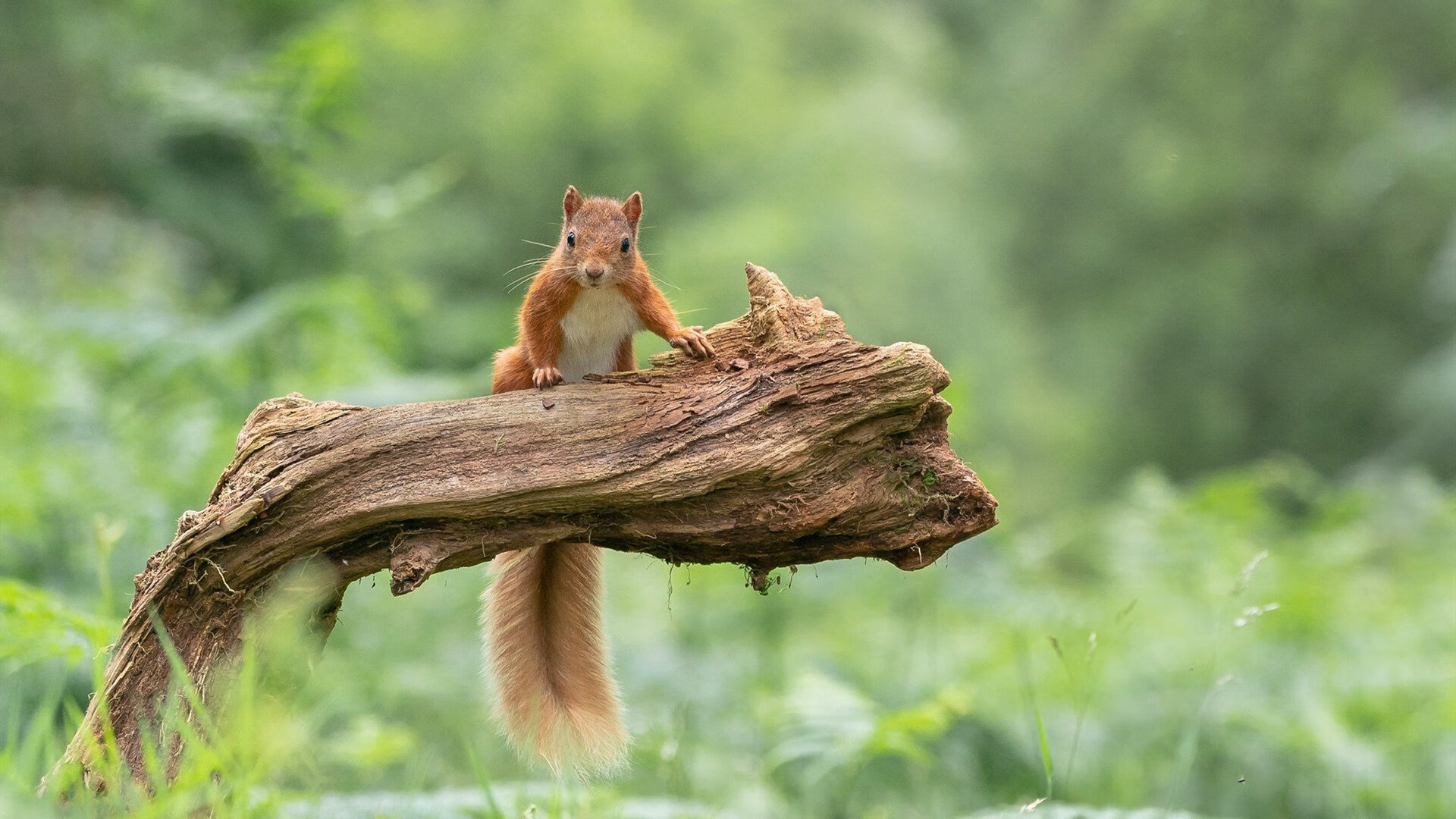 世界杯预选赛U23国足夺冠 球迷信心回归，世界杯预选赛国足出线