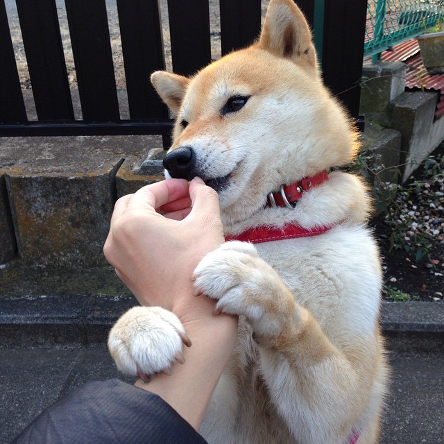 德赢官网官网-中国足球国家队持续优化多套阵型体系适应计划，中国足球国家队规划