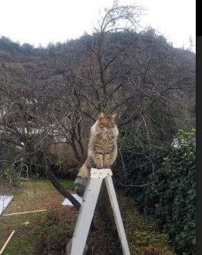 德赢体育app下载安装官方正版-印尼男篮在亚洲排名提升，冲击奥运资格