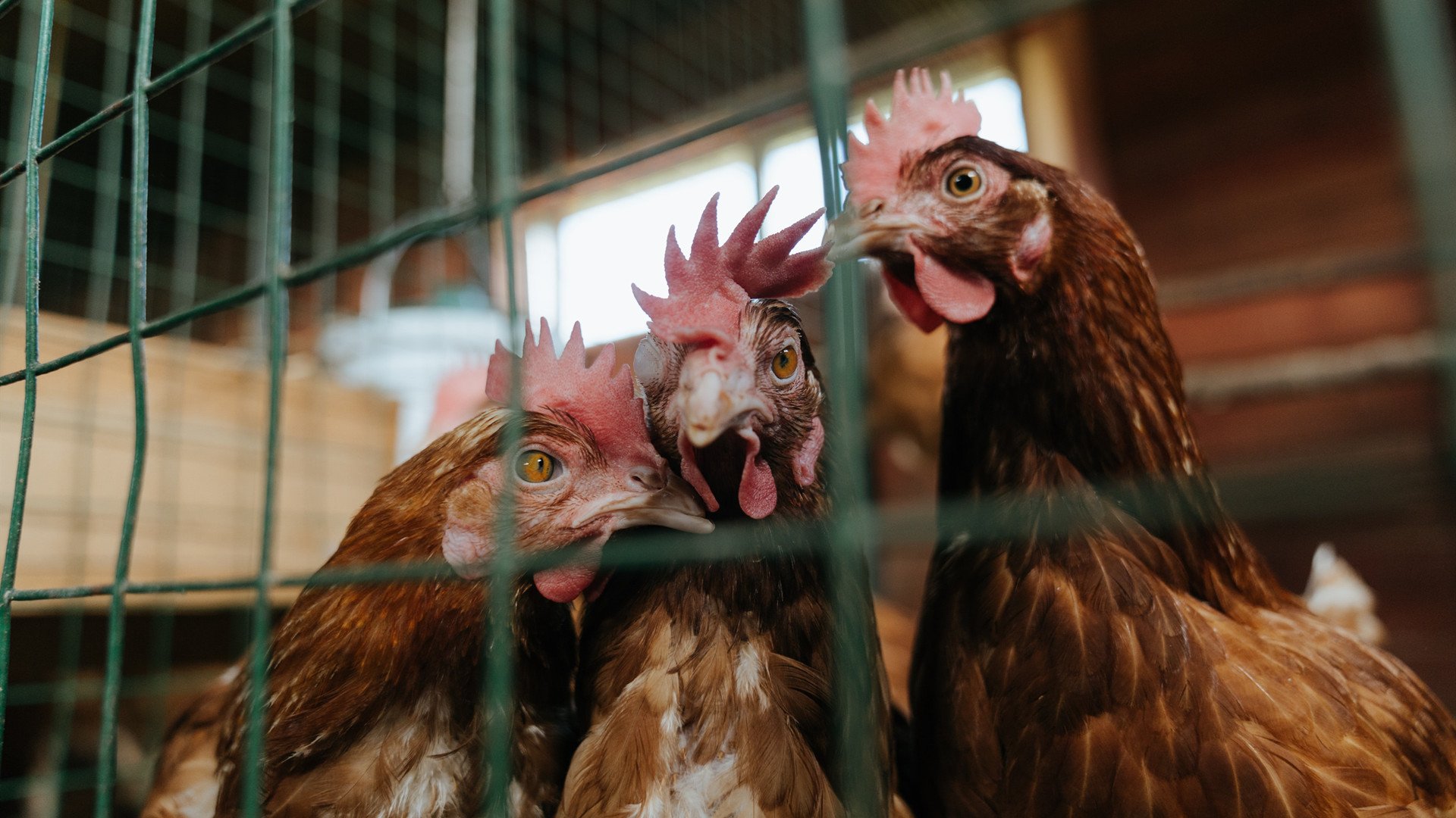 德赢体育官网入口-女子赛事观众人数创历史新高，女子团体决赛成绩