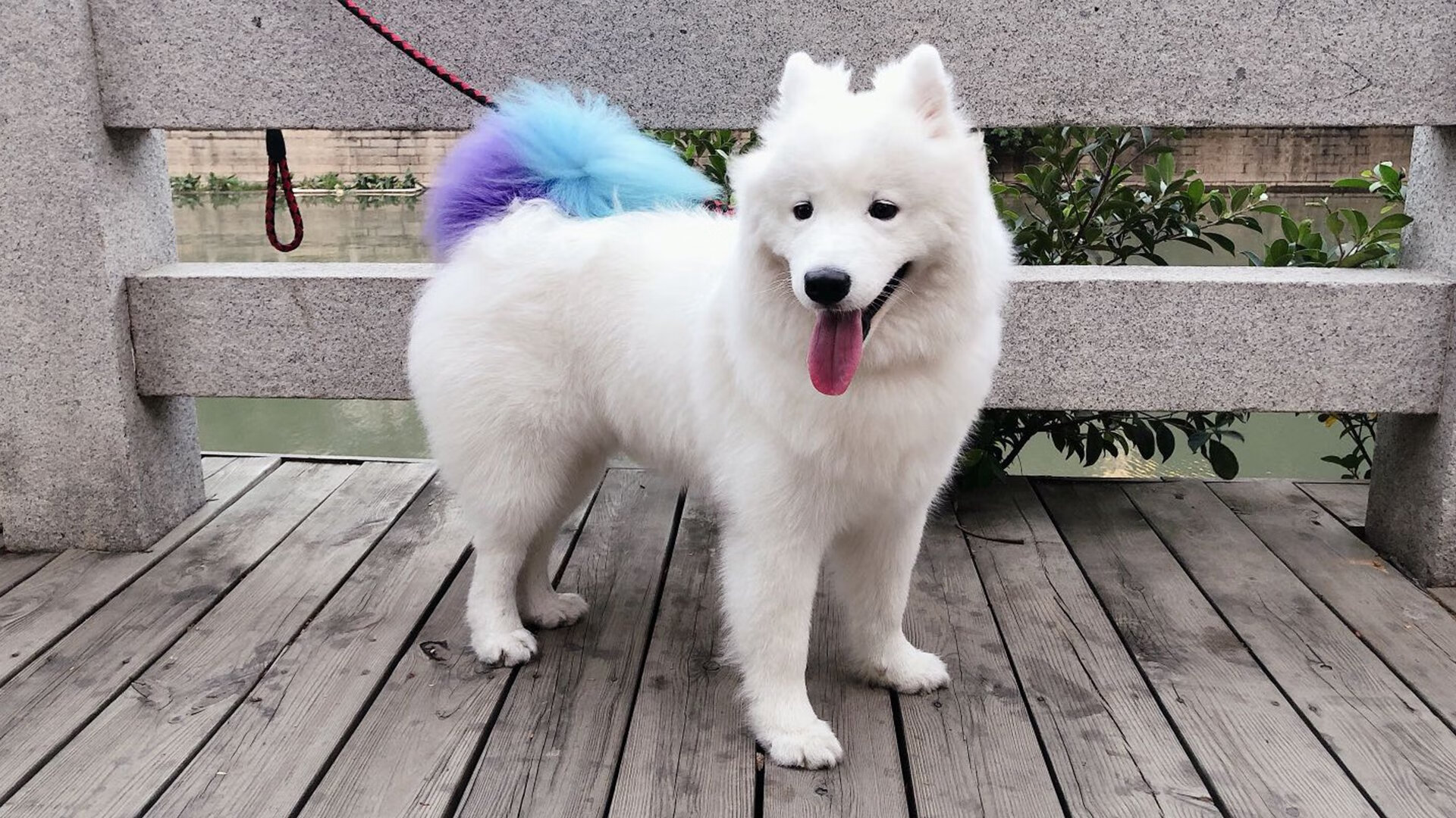 德赢体育app下载-科里·简：敏捷的跑位和坚韧的进攻让全黑队进攻不断升级，科里尔百科全书