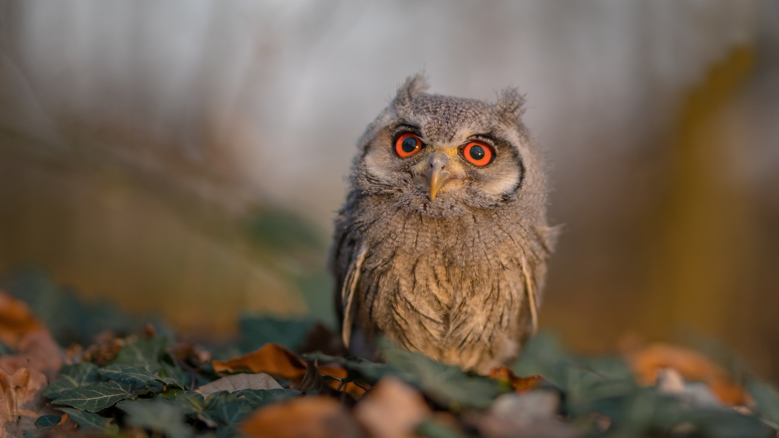 德赢体育app下载安装官方-米兰双雄奋勇拼搏，意甲争冠局势紧张