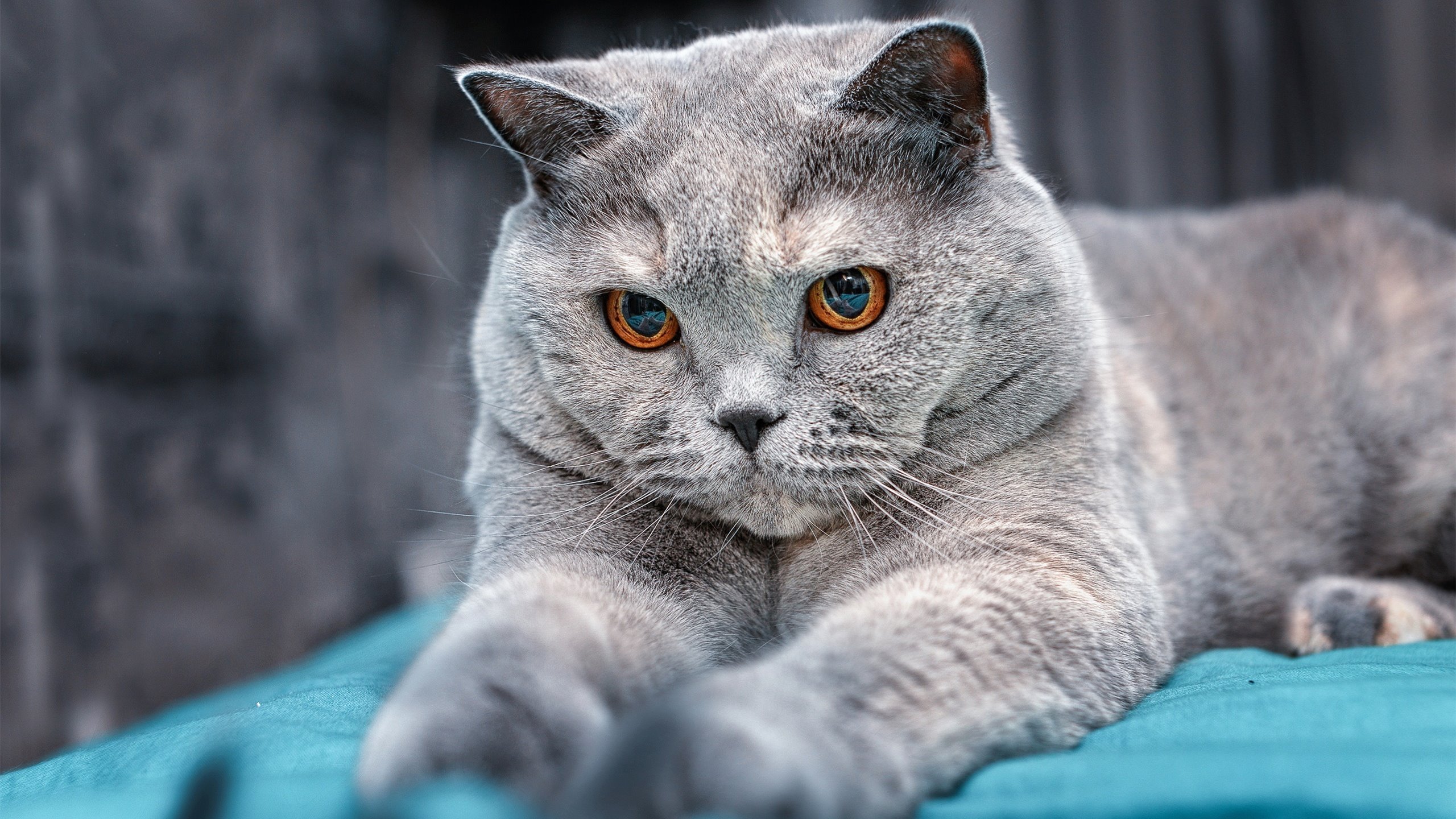 德赢中国官网-运动科技产品投入使用提升训练数据实时监测能力，运动监测设备